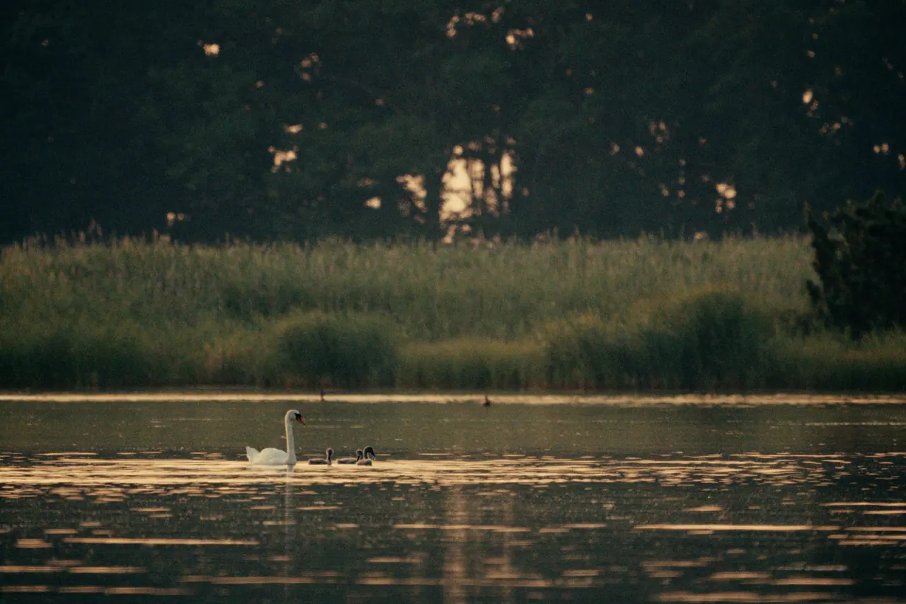 A swan with three cygnets gliding across golden evening water in front of reeds